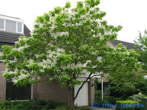 Catalpa bignonioides Aurea